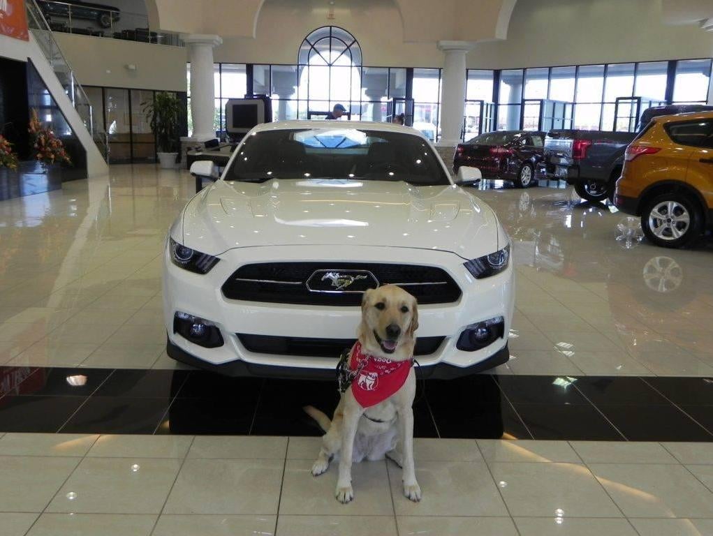 dog in front of car in showroom